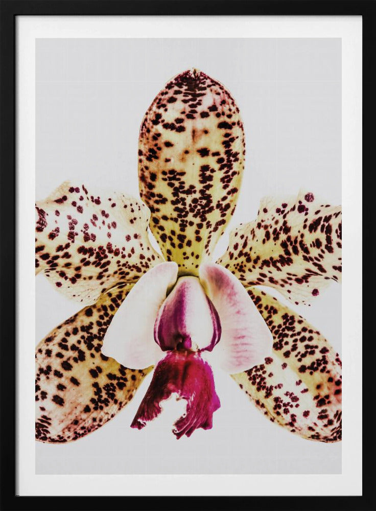 Gefleckte Orchideenexplosion | Poster