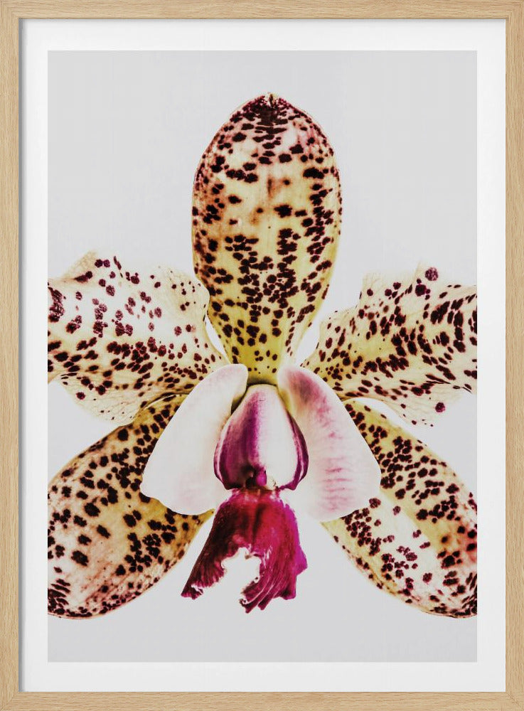 Gefleckte Orchideenexplosion | Poster