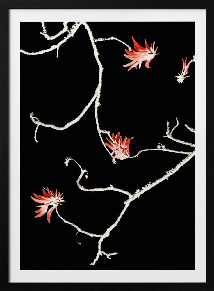 Scharlachroter Zweigtanz | Poster