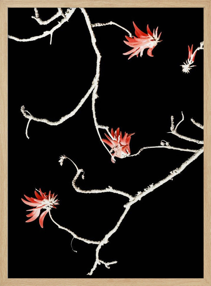 Scharlachroter Zweigtanz | Poster