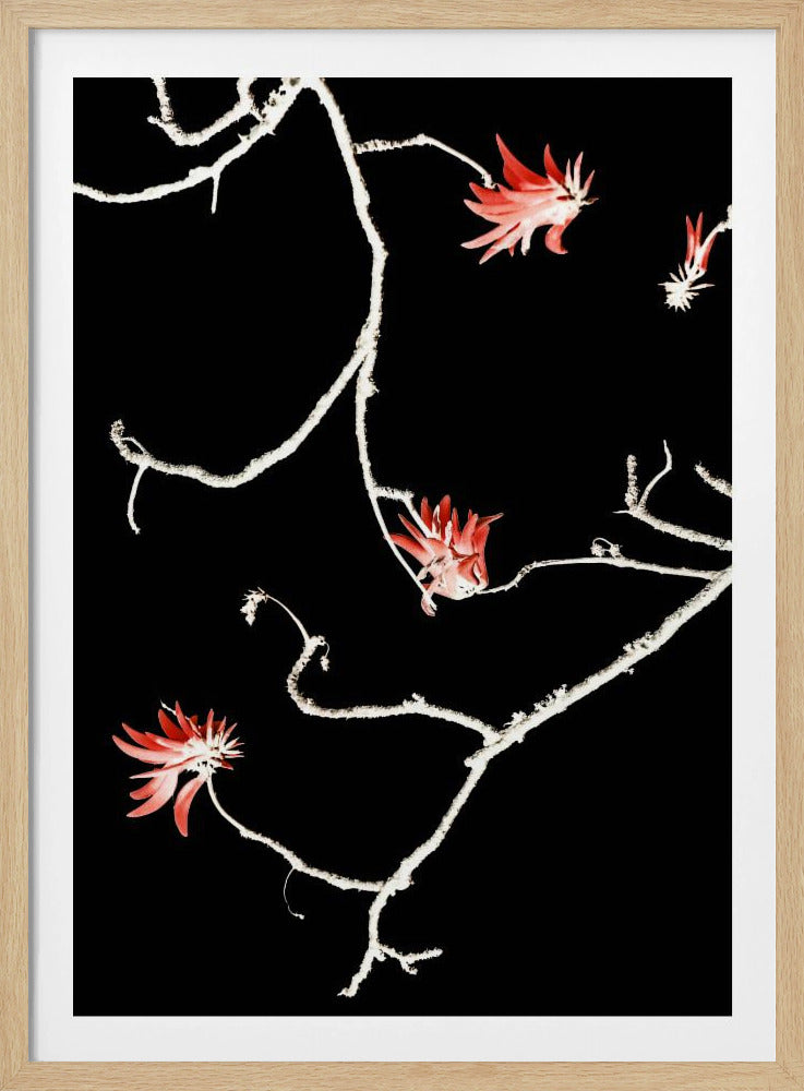 Scharlachroter Zweigtanz | Poster