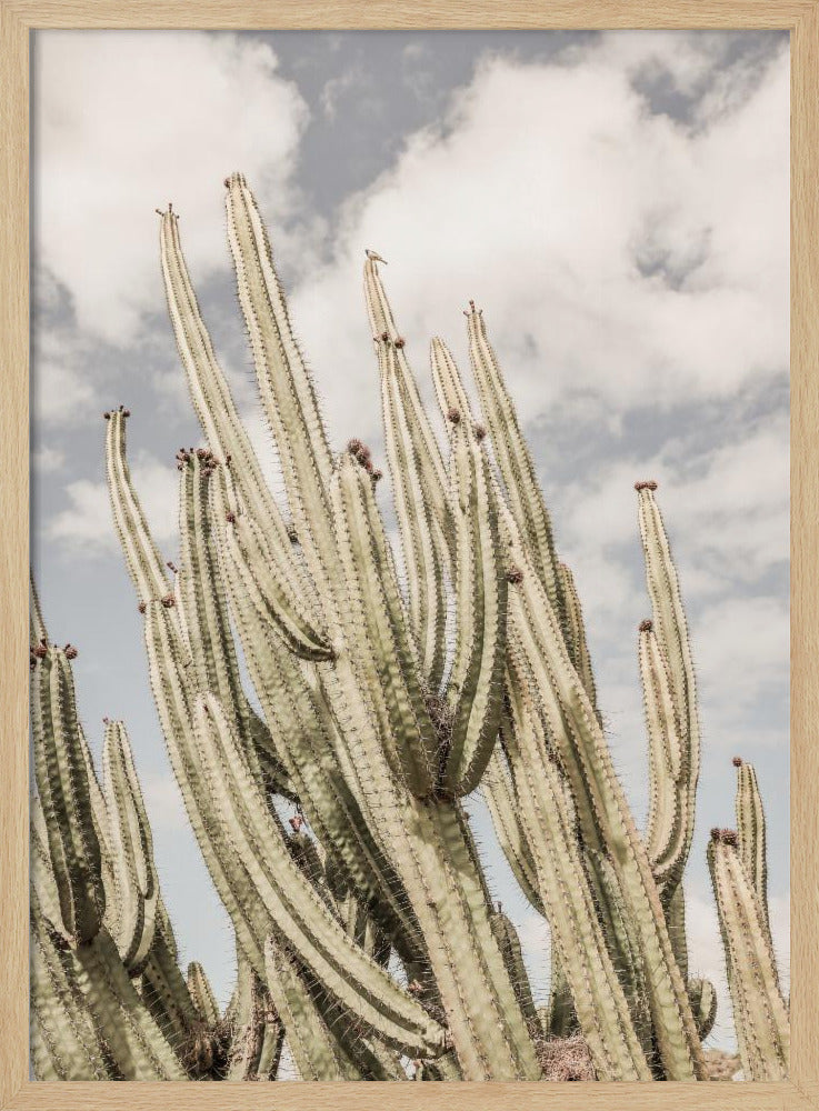 Desert Sentinels | Poster