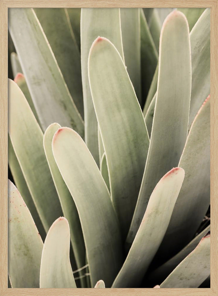 Succulent Symphony | Poster