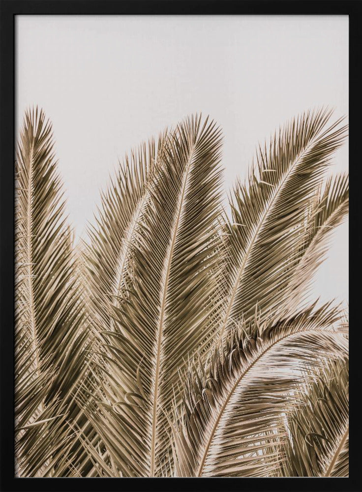 Windgepeitschte Palmen | Poster