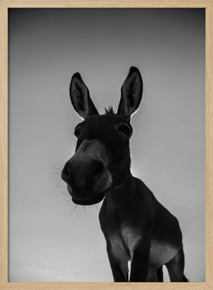 Neugieriger Eselblick | Poster