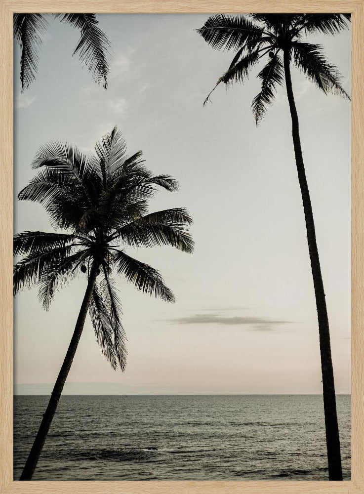 Tropischer Abendhimmel | Poster