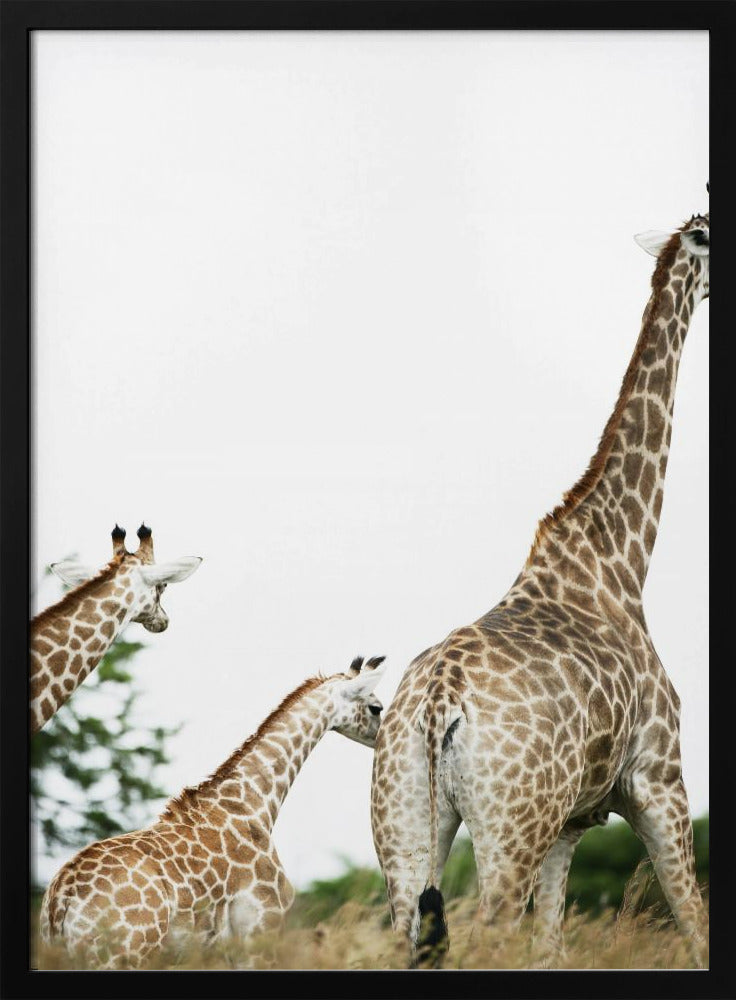 Giraffenspaziergang | Poster