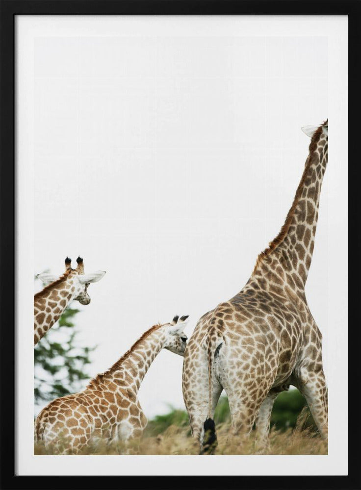 Giraffenspaziergang | Poster