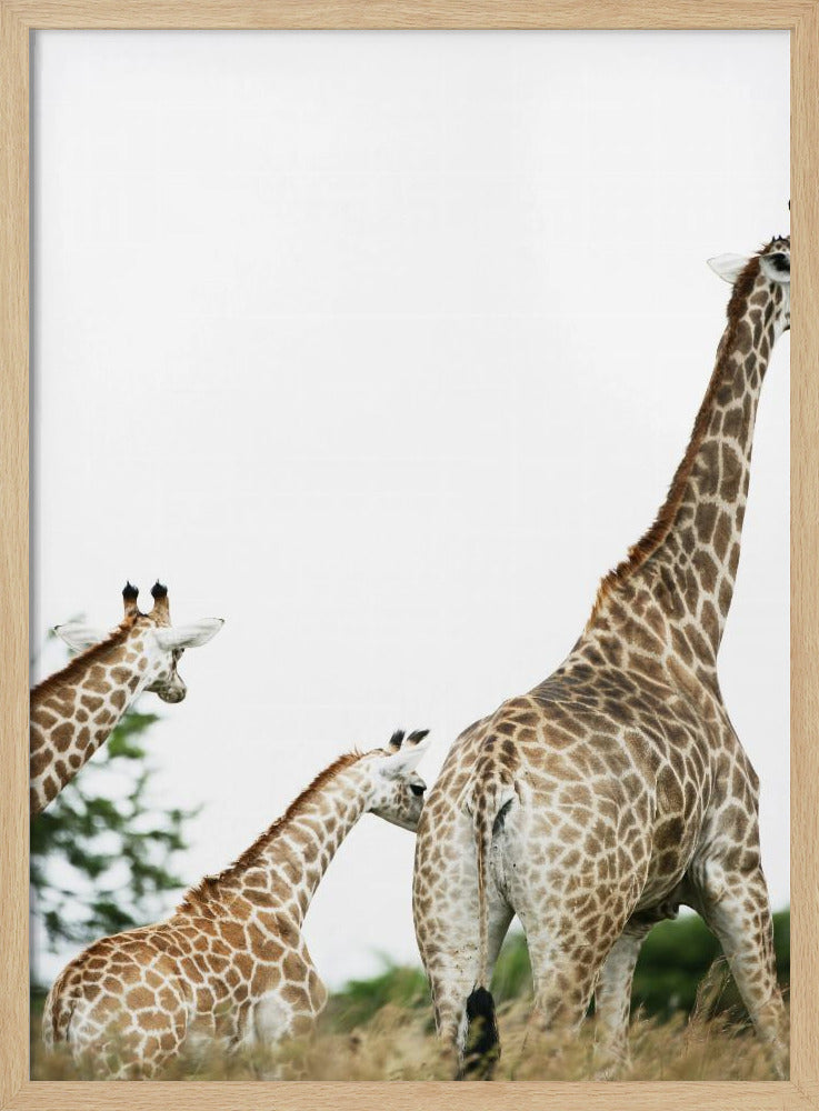 Giraffenspaziergang | Poster