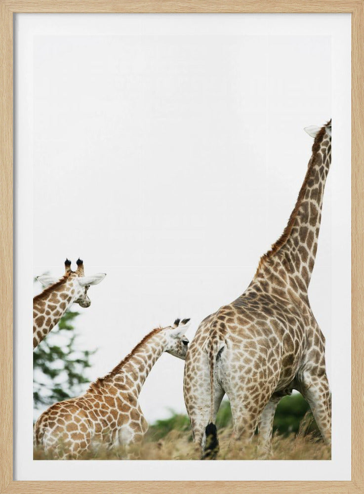 Giraffenspaziergang | Poster