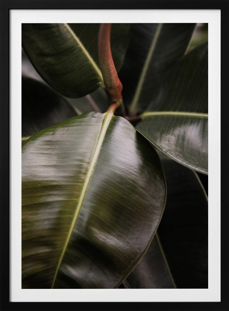 Glänzende Blätter-Eleganz | Poster