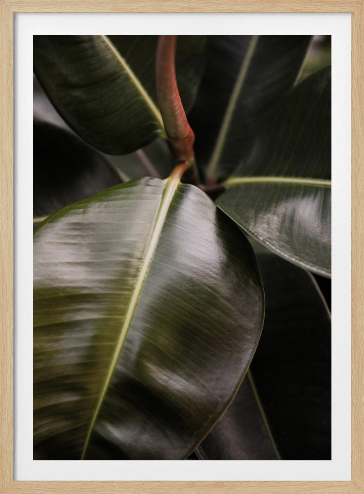 Glänzende Blätter-Eleganz | Poster