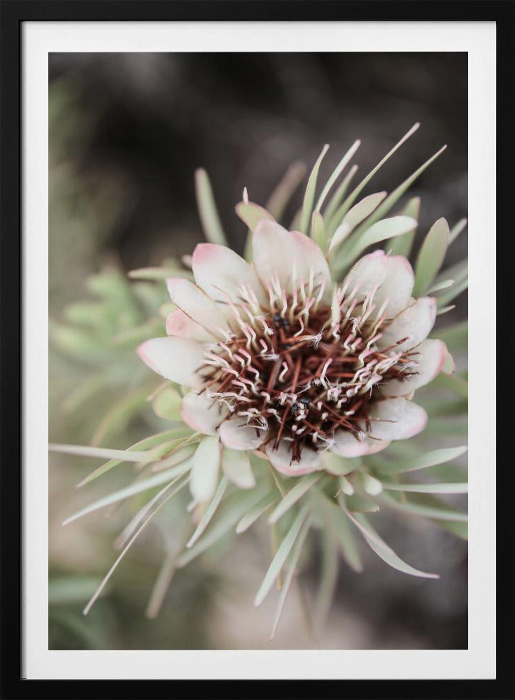 Wüstenblüte Halo | Poster