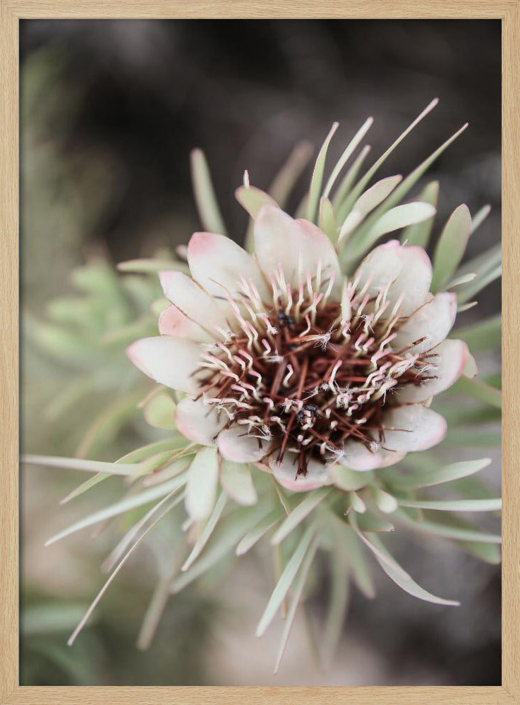 Wüstenblüte Halo | Poster