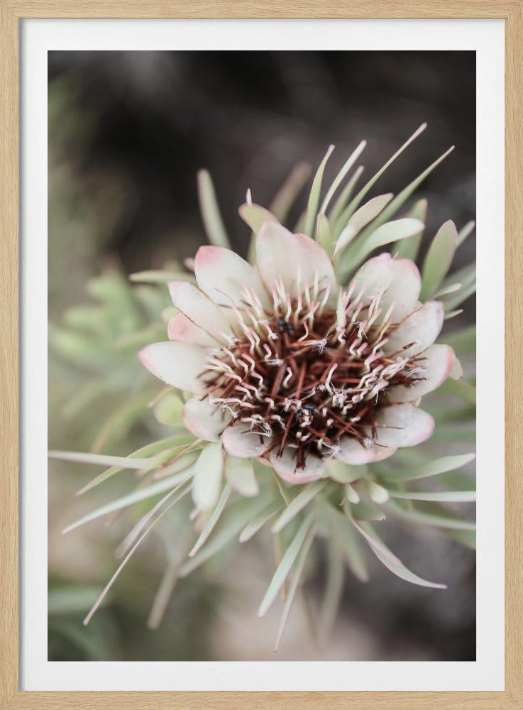 Wüstenblüte Halo | Poster