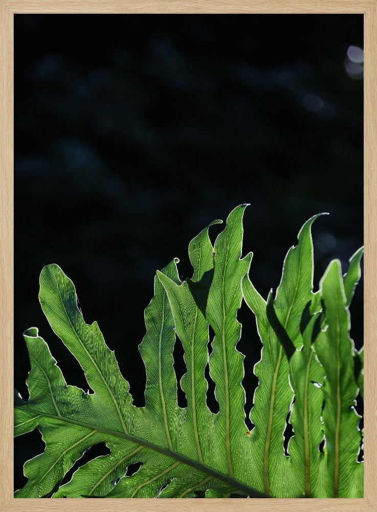 Smaragdgrünes Strahlen | Poster