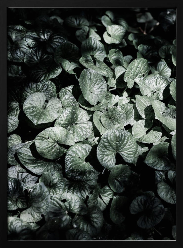 Blattschatten | Poster
