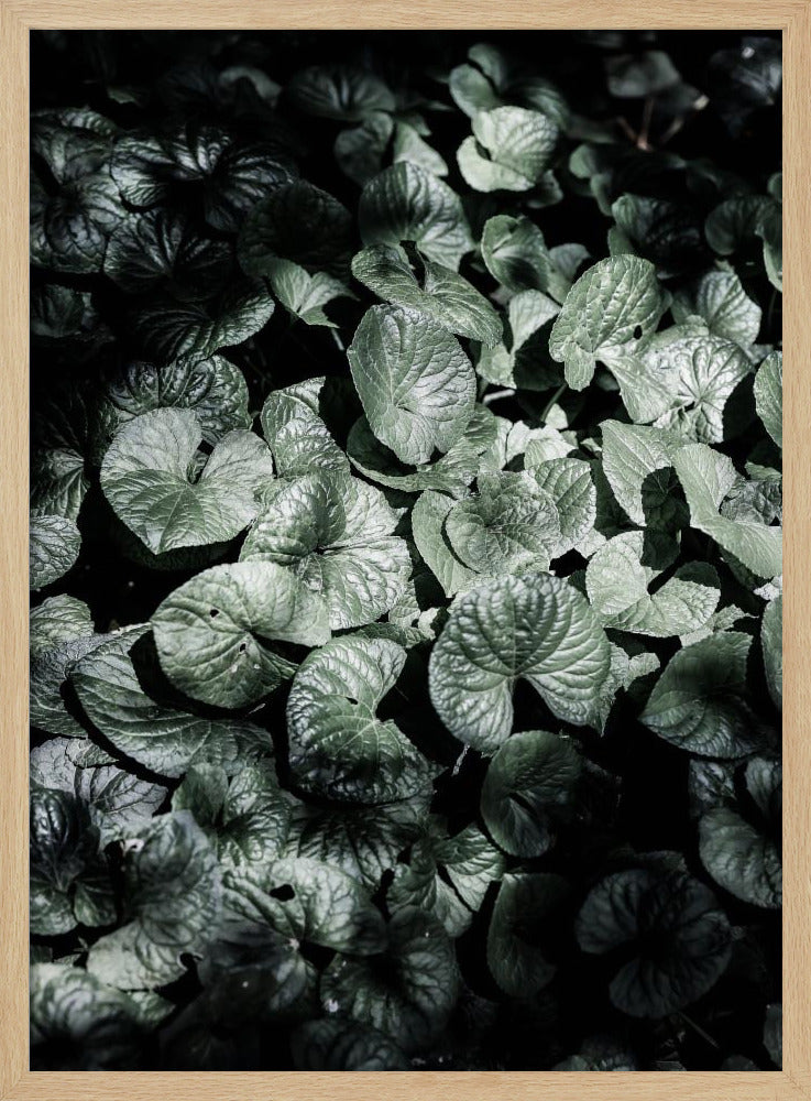 Blattschatten | Poster