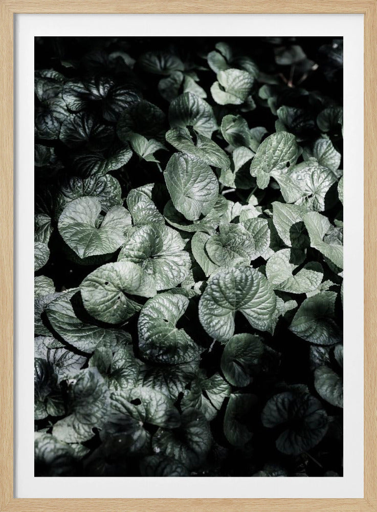 Blattschatten | Poster