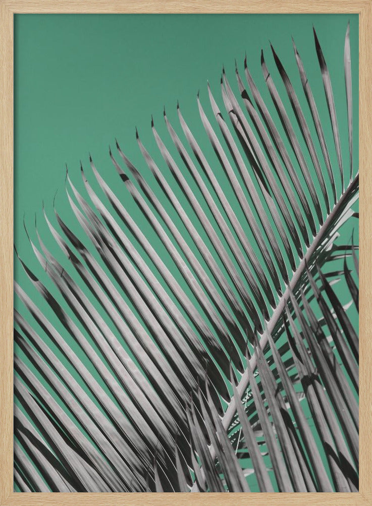 Palmenruhe | Poster