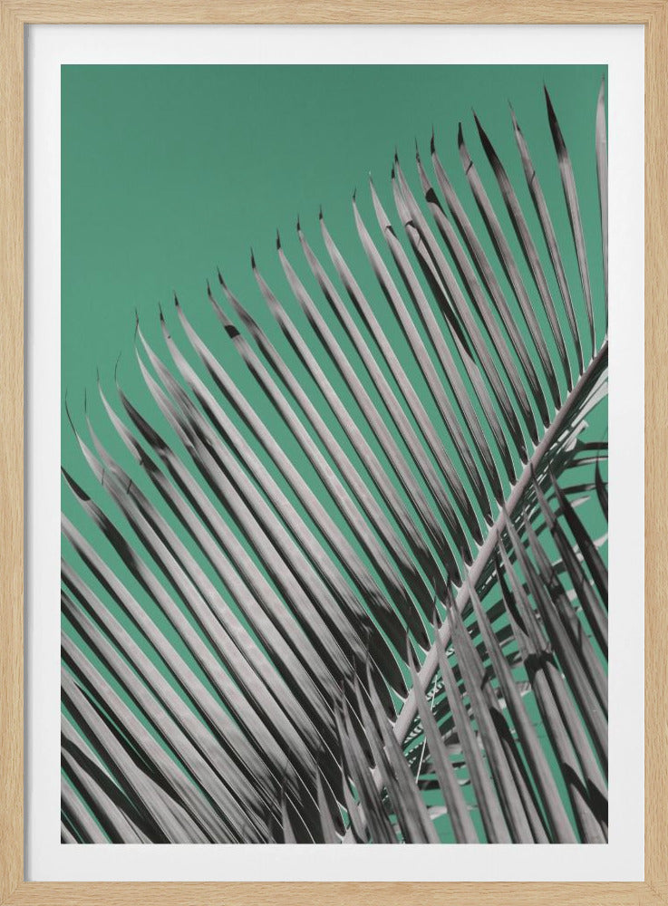 Palmenruhe | Poster