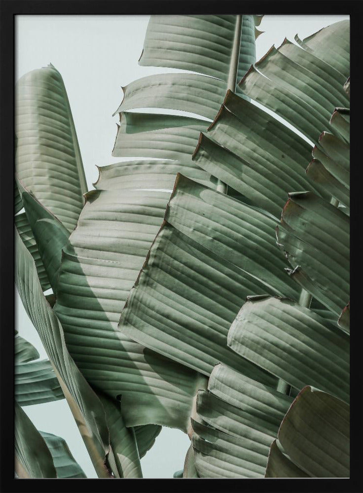 Bananenblatt-Harmonie | Poster