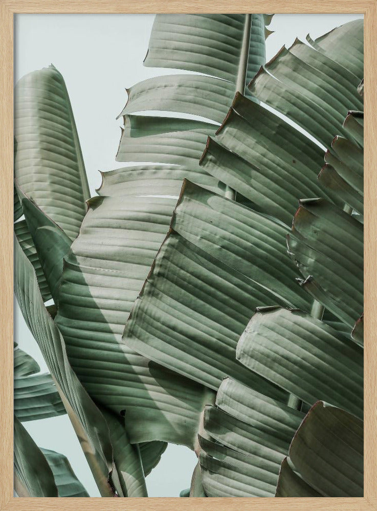 Bananenblatt-Harmonie | Poster