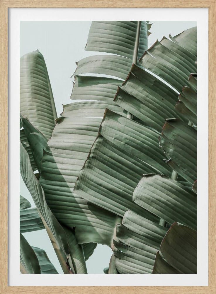 Bananenblatt-Harmonie | Poster