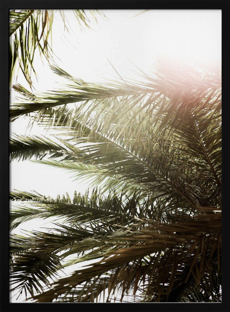 Sonnenbeschienener Palmentraum | Poster