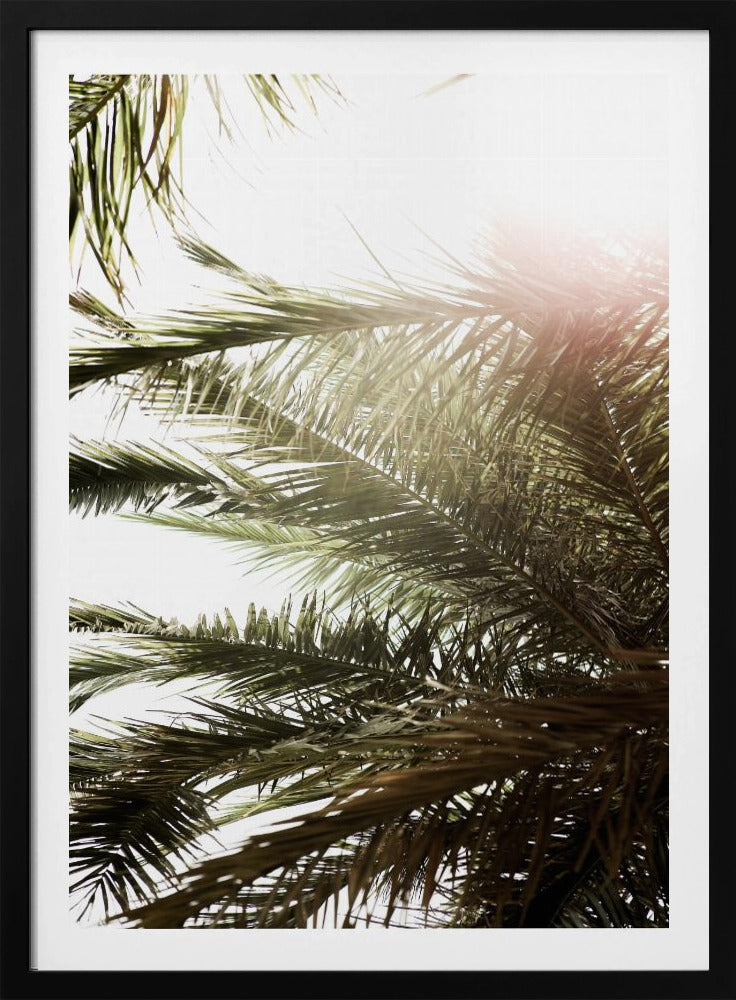 Sonnenbeschienener Palmentraum | Poster