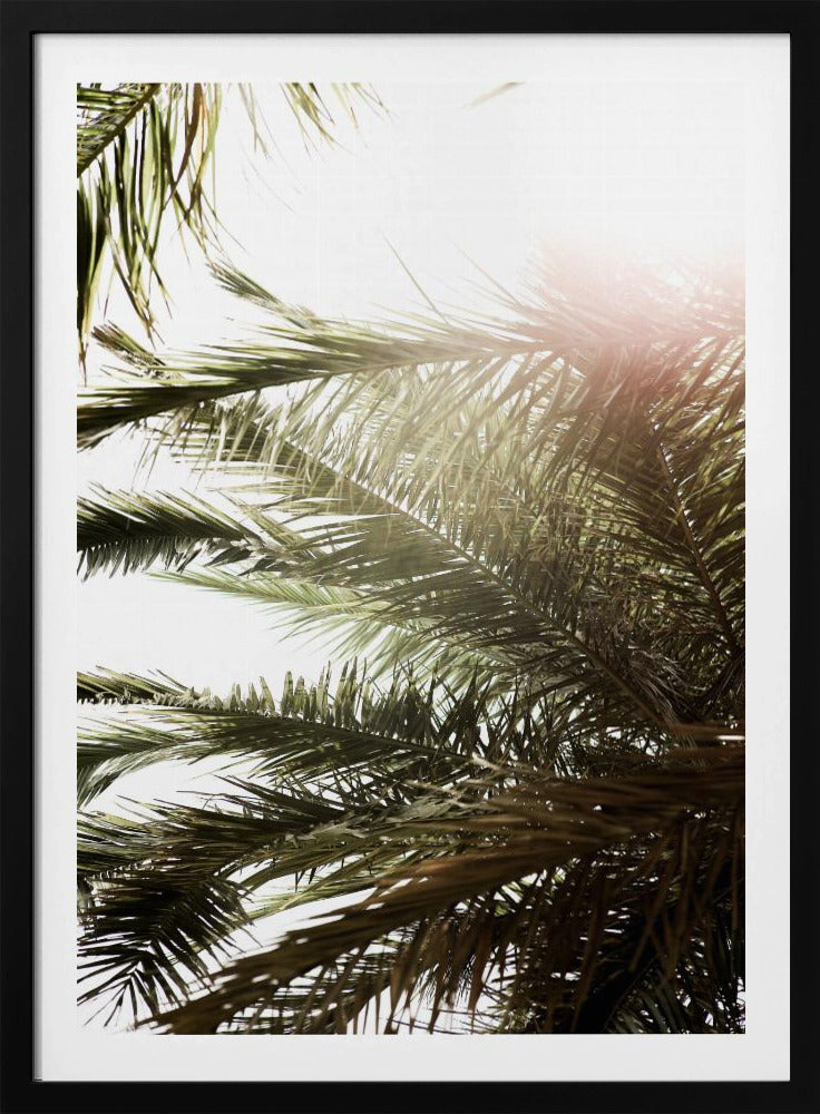 Sonnenbeschienenes Palmenglühen | Poster