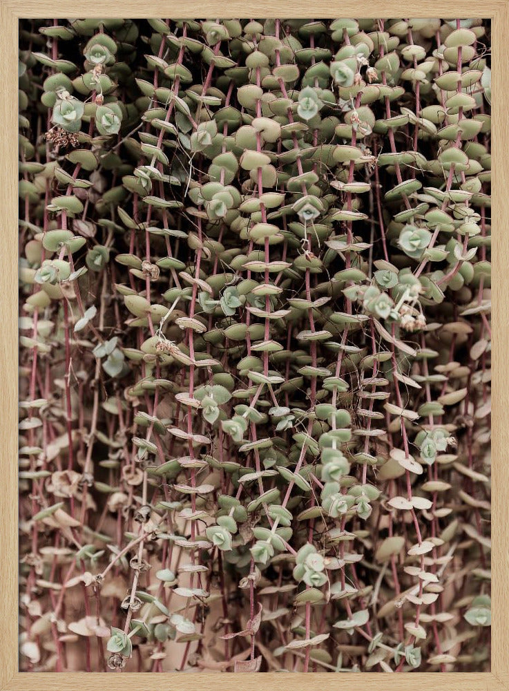 Sukkulenten-Symphonie | Poster