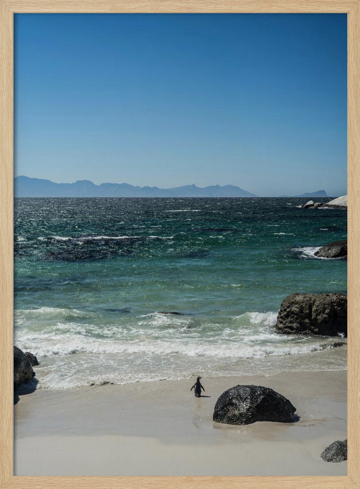 Pinguin-Strandspaziergang | Poster