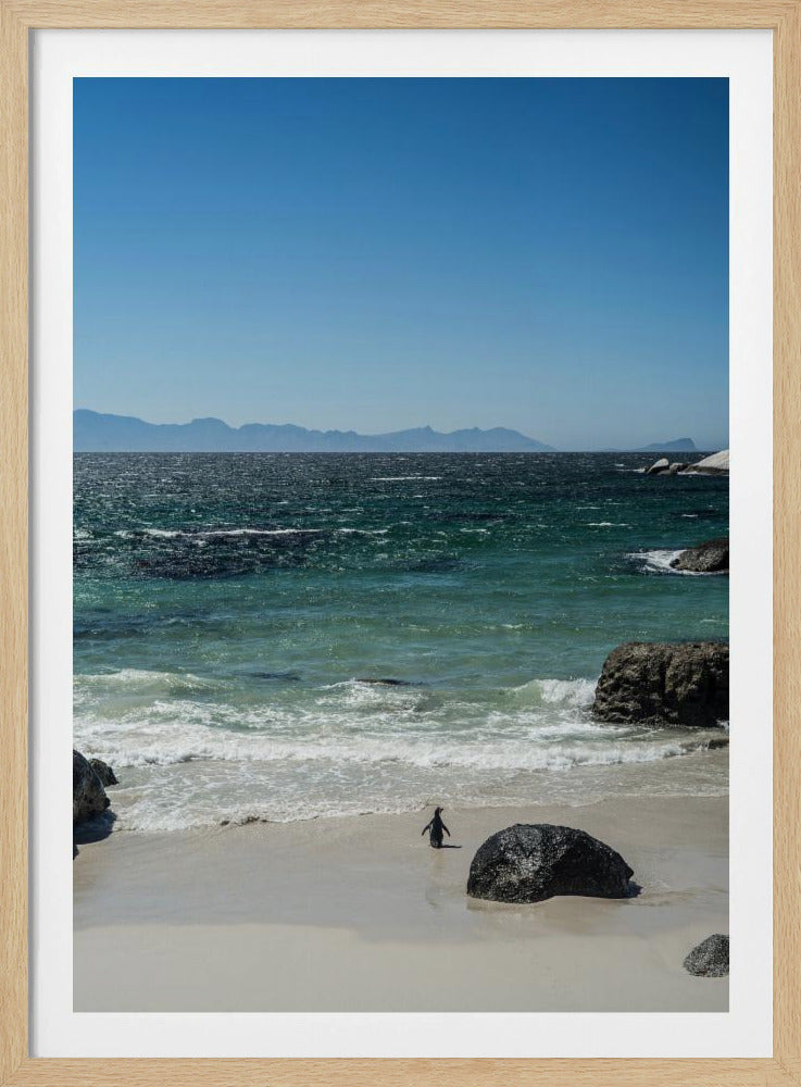Pinguin-Strandspaziergang | Poster