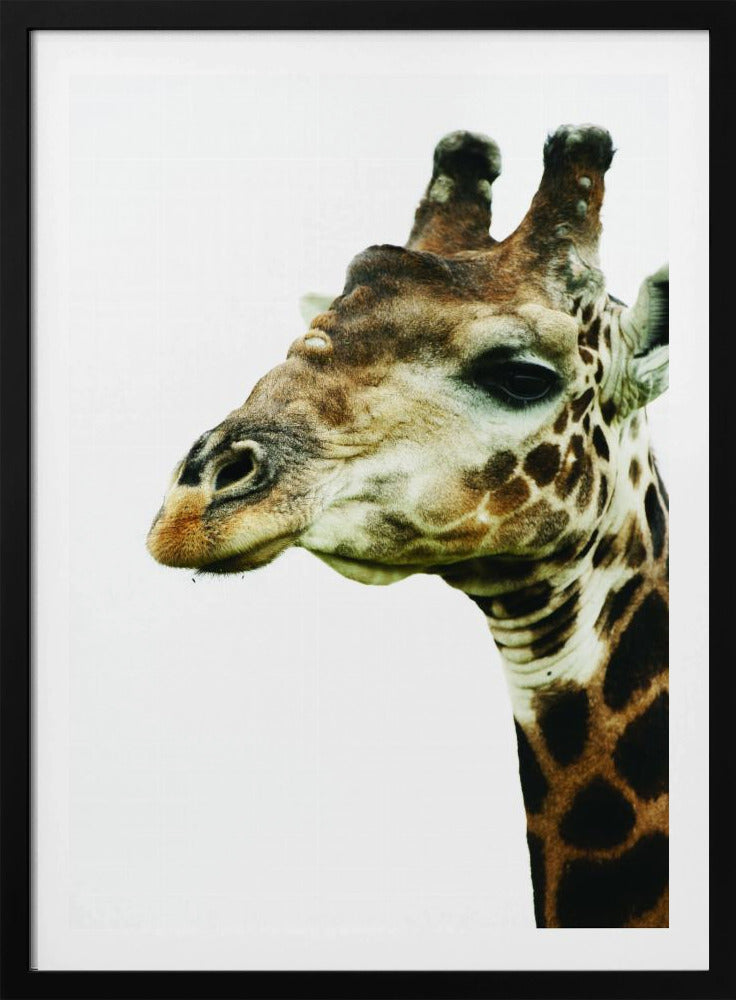 Giraffen-Gemälde | Poster