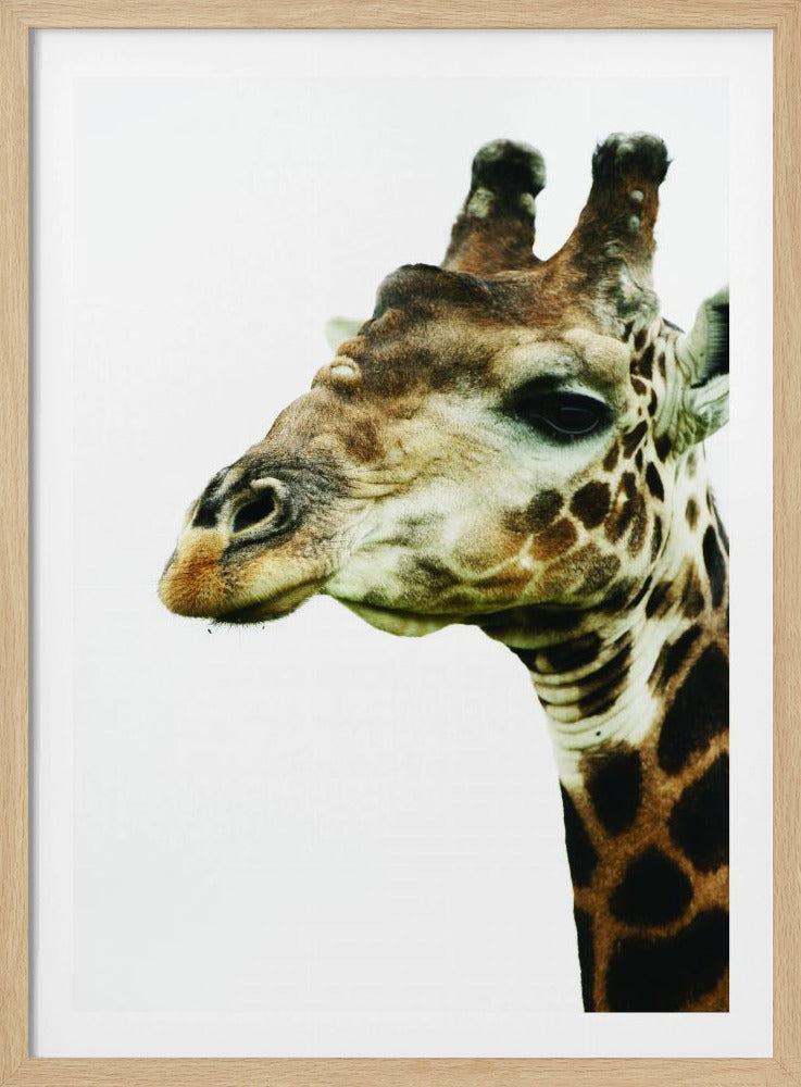 Giraffen-Gemälde | Poster