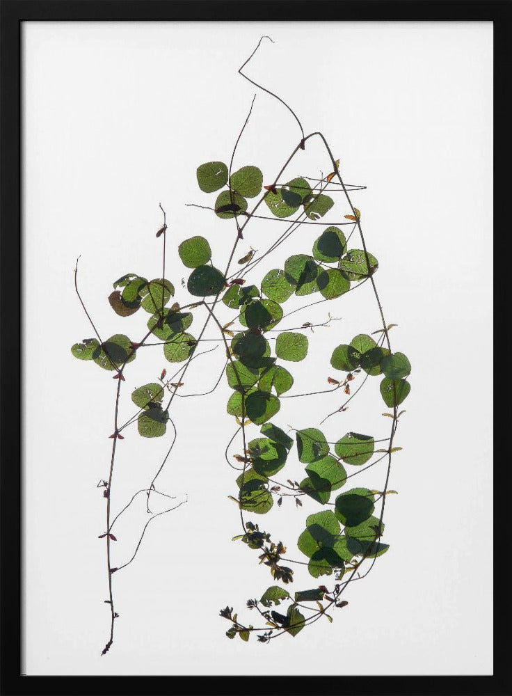 Vines Tanz | Poster