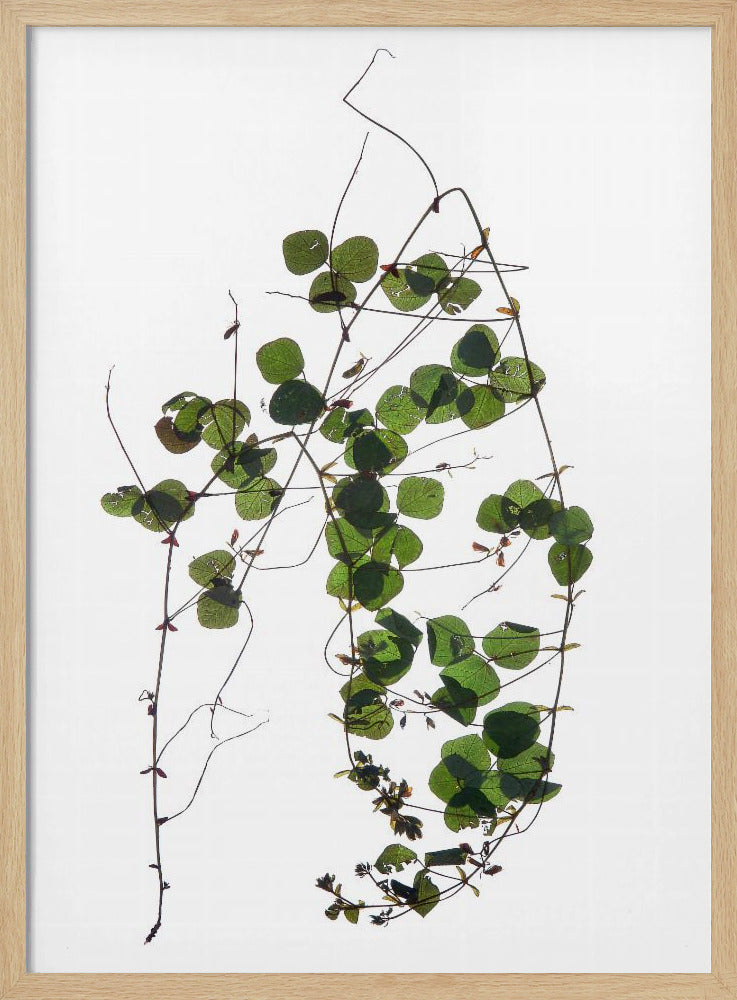 Vines Tanz | Poster