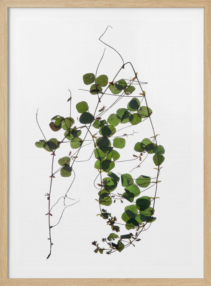 Vines Tanz | Poster