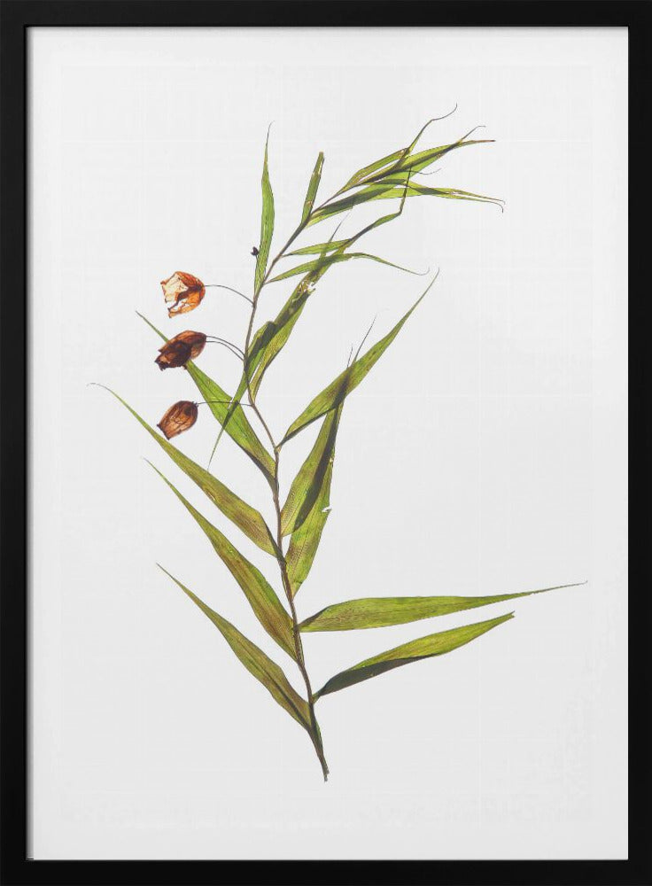 Flüsternde Blätter | Poster