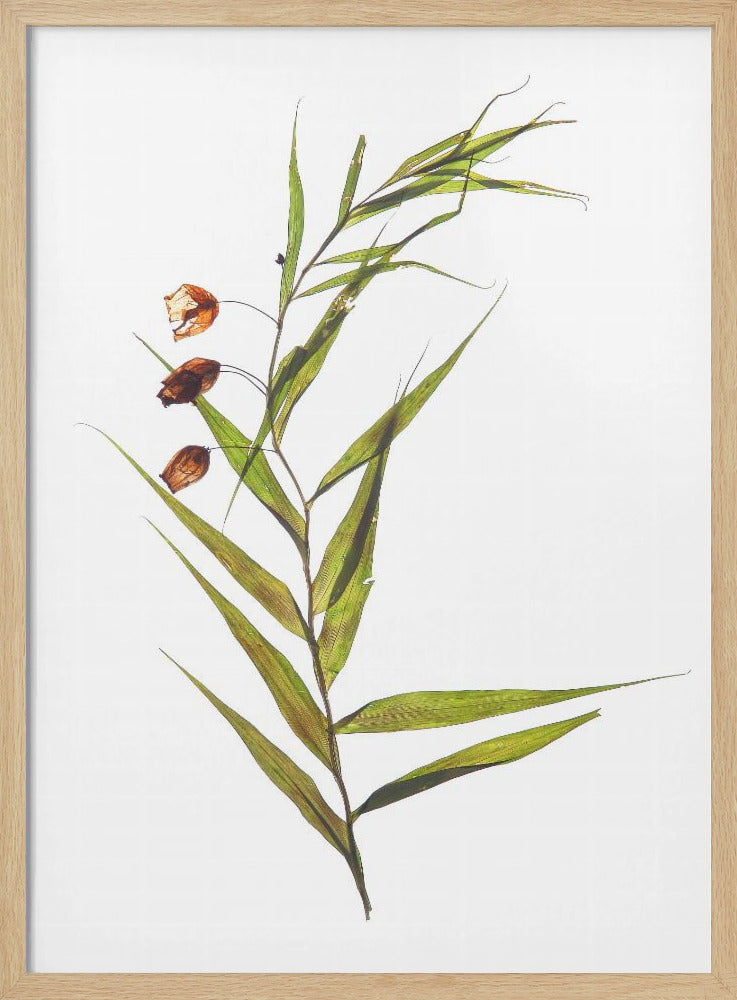 Flüsternde Blätter | Poster