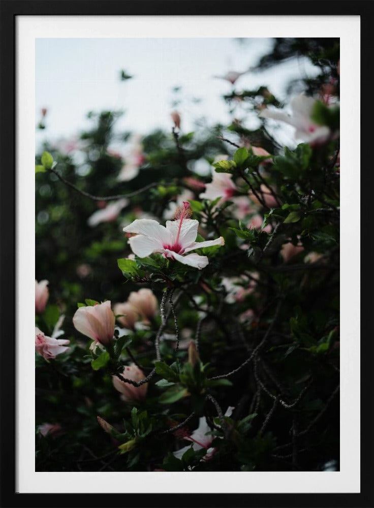 Blüten in voller Blüte | Poster