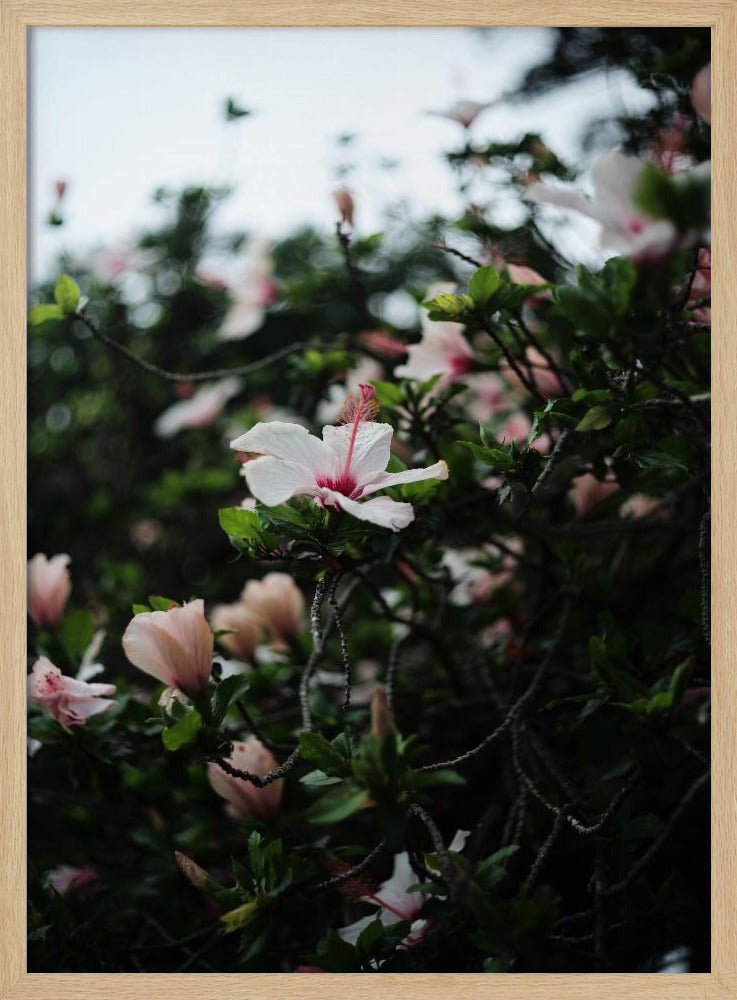 Blüten in voller Blüte | Poster
