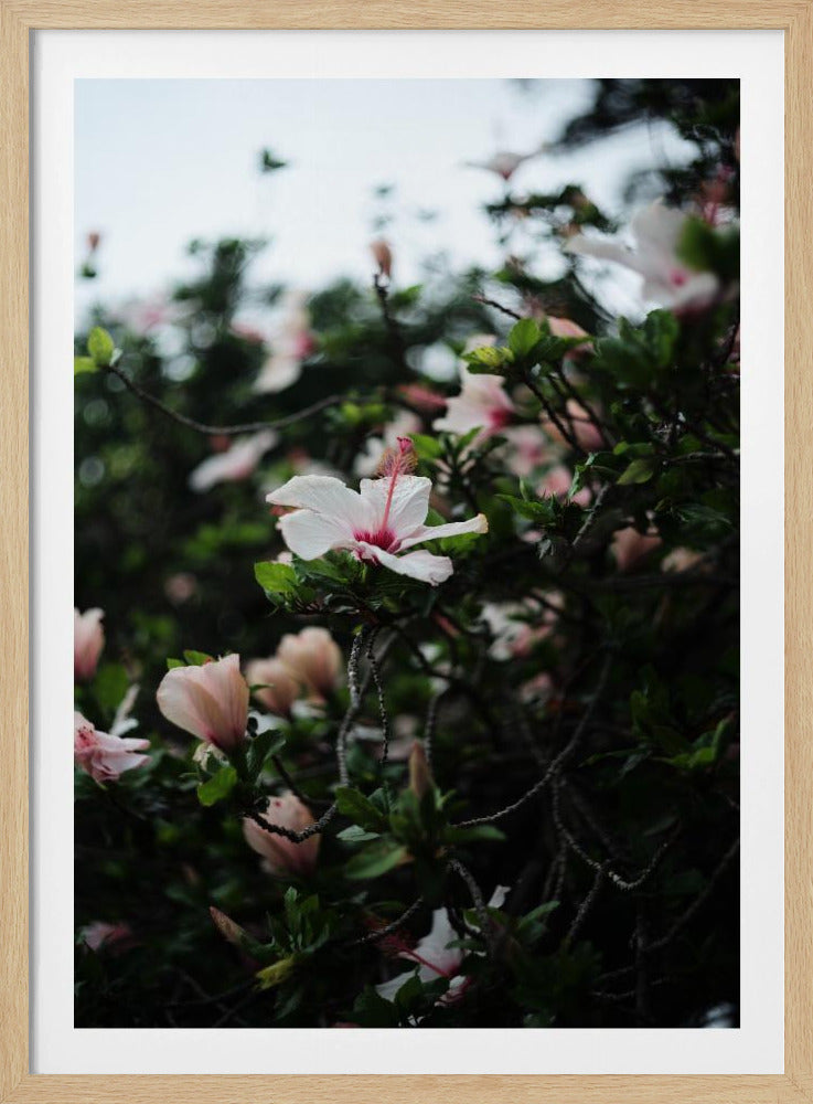 Blüten in voller Blüte | Poster