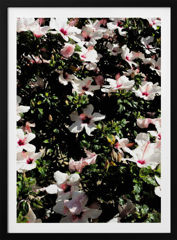 Blütensymphonie | Poster