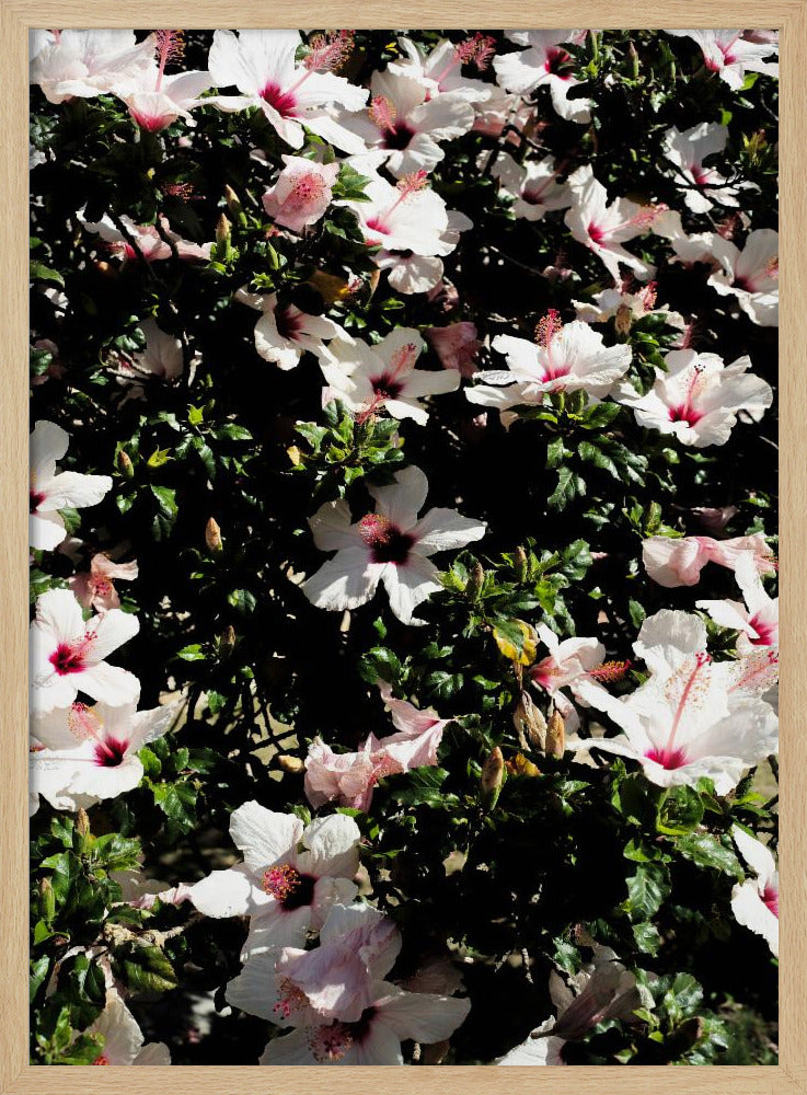 Blütensymphonie | Poster