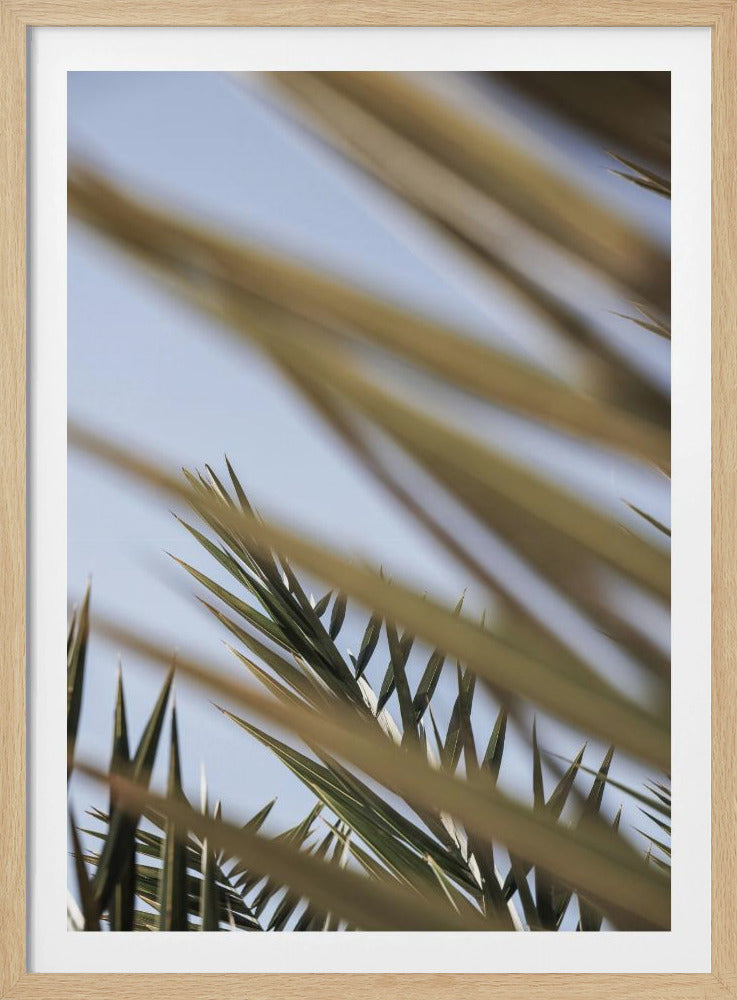 Flüsternde Palmen | Poster