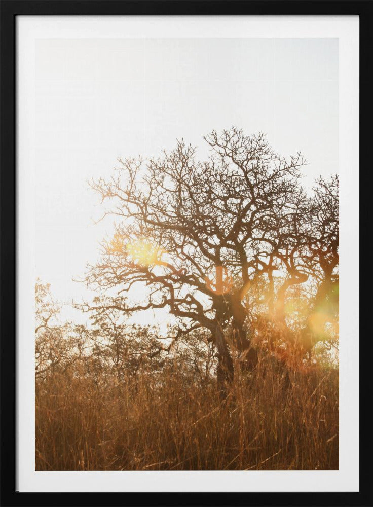Sonnenbeschienene Silhouette | Poster