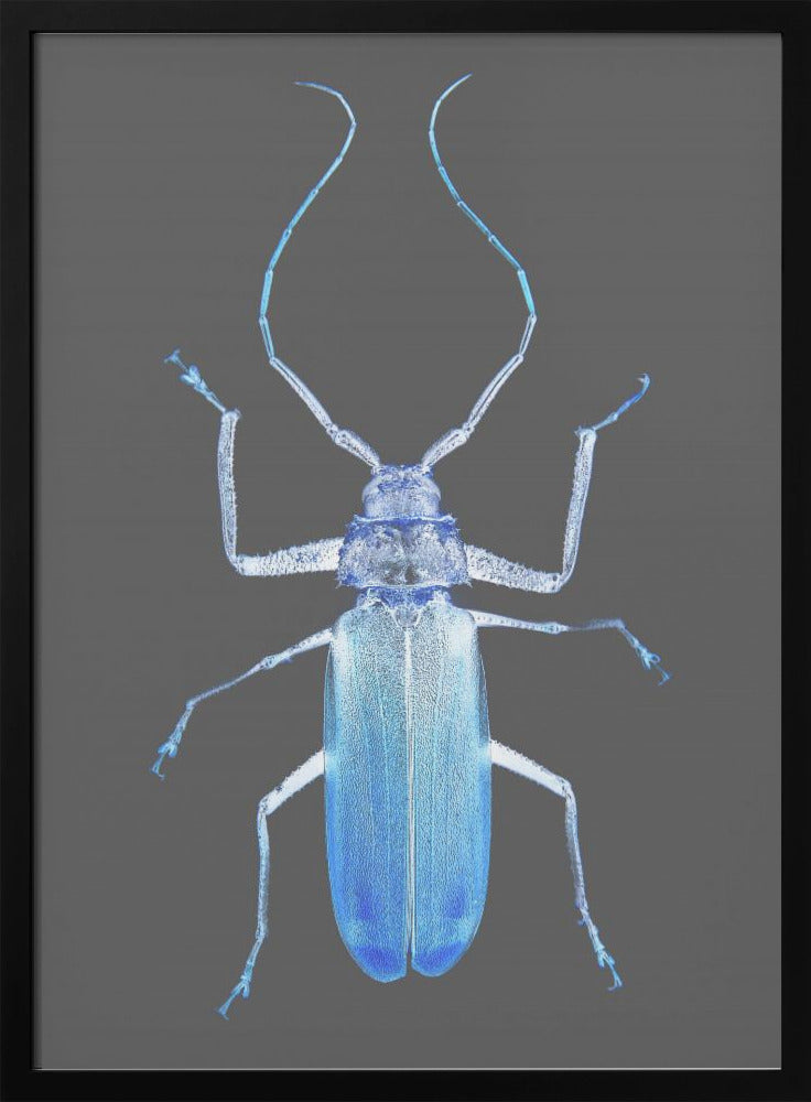 Neon Käfer Eleganz | Poster