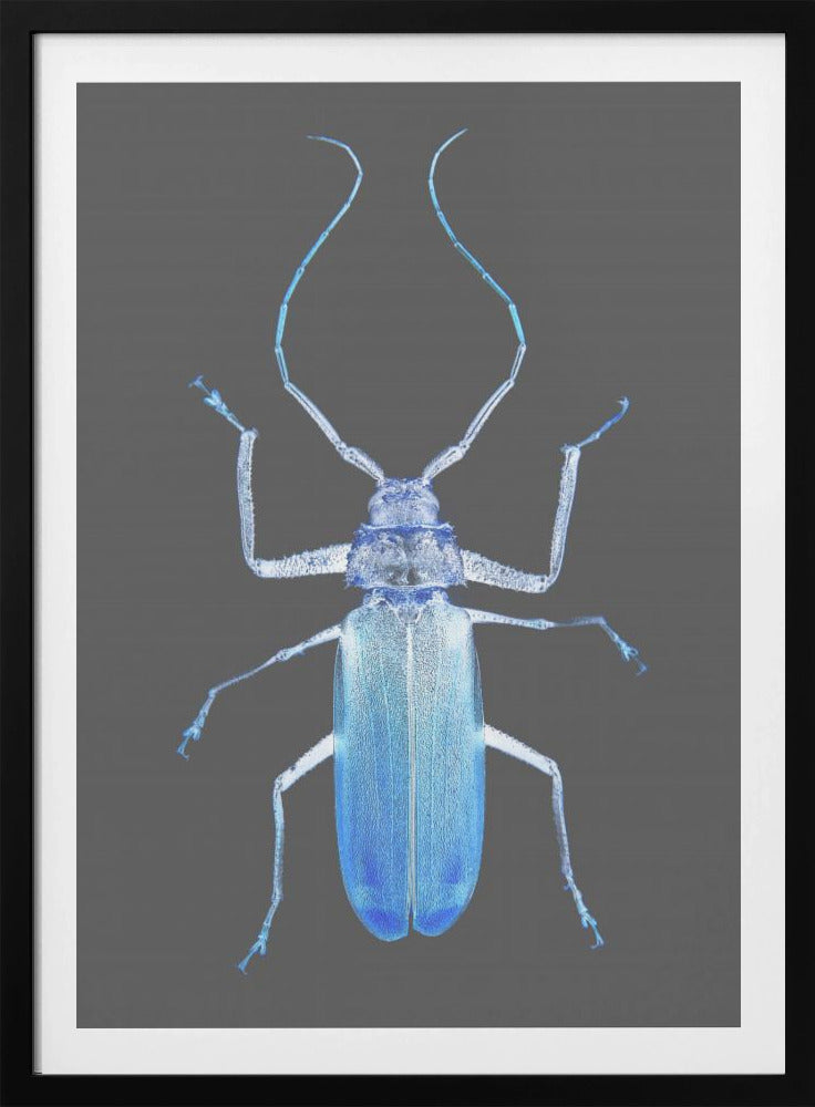 Neon Käfer Eleganz | Poster